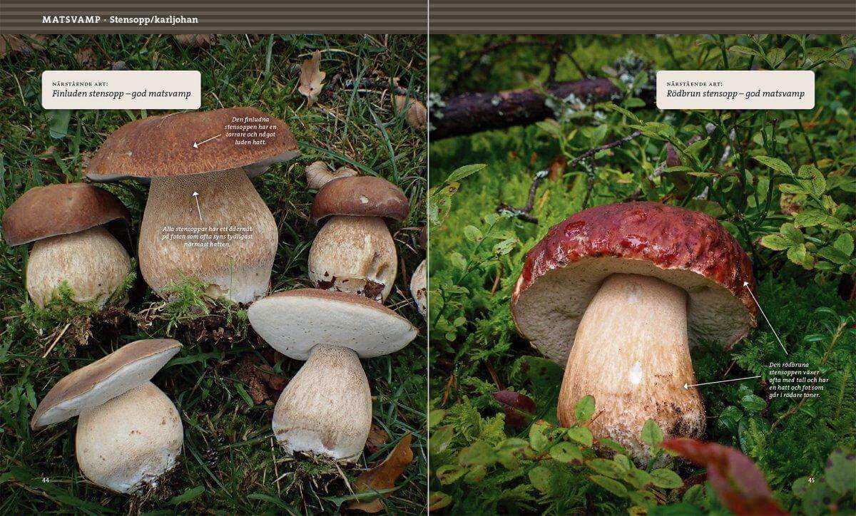 Svampbok för matälskare