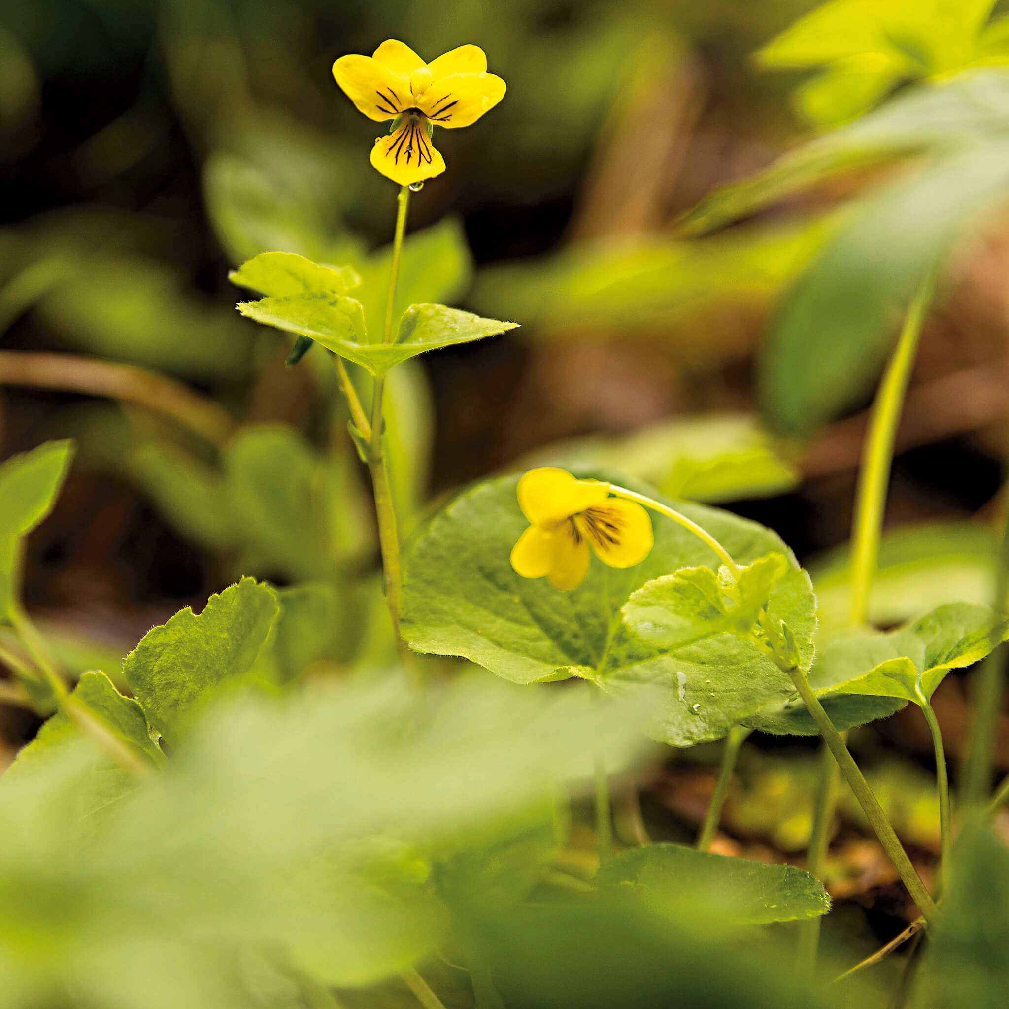 Receptbok Viltplockat kokboken