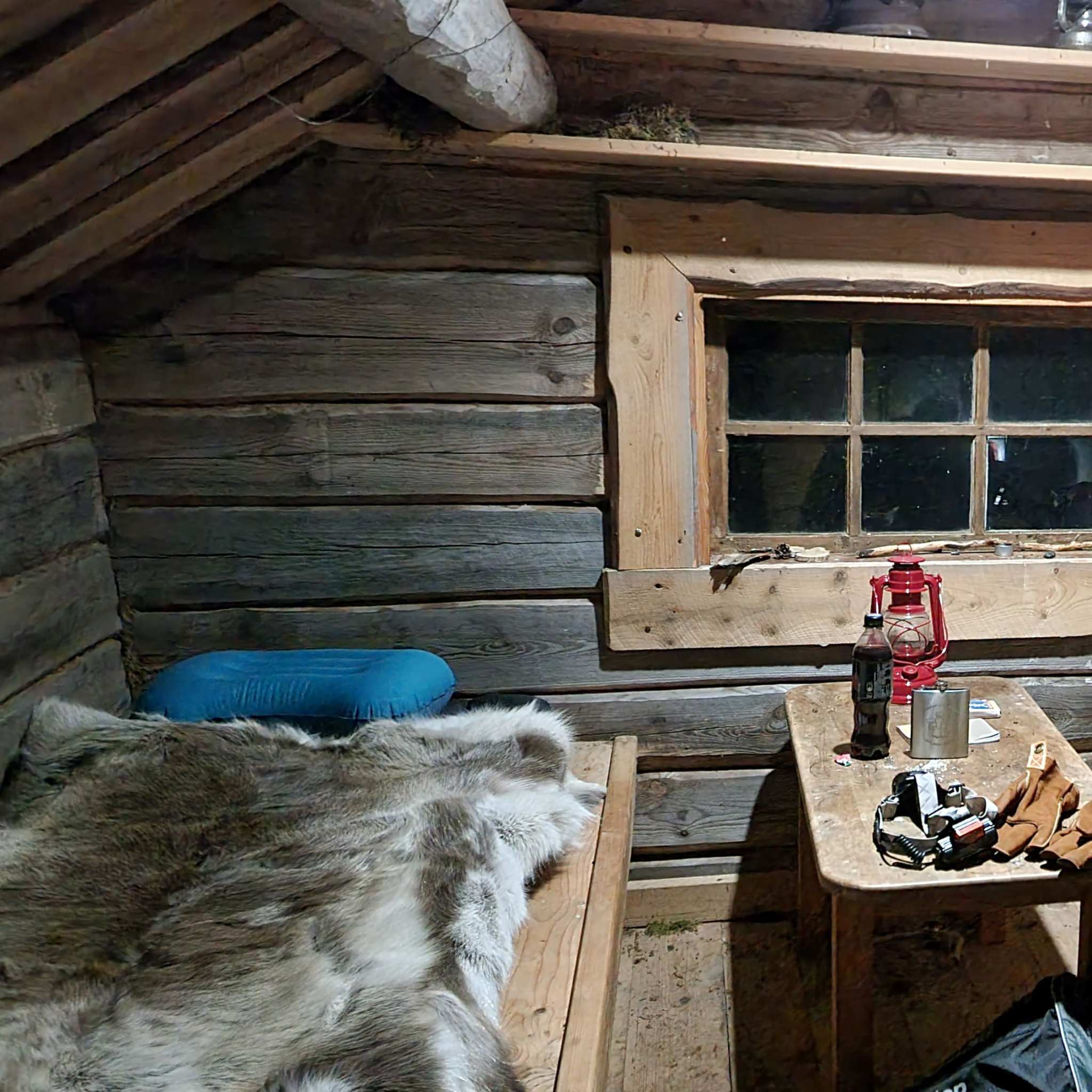 Renskinn Ward Stur Sarv